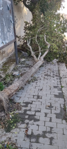 Rimozione alberi caduti siti vari - Ragusa